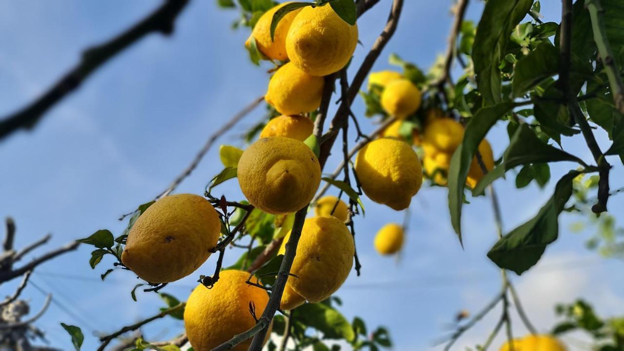 Villa Monte Da Ti Luzia Distrikt Distrikt Faro Exterior foto